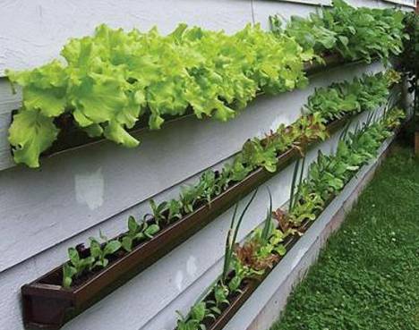 container-gardening-lettuce-vertical-wall-gutters-teaser-photo