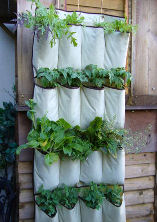 garden1